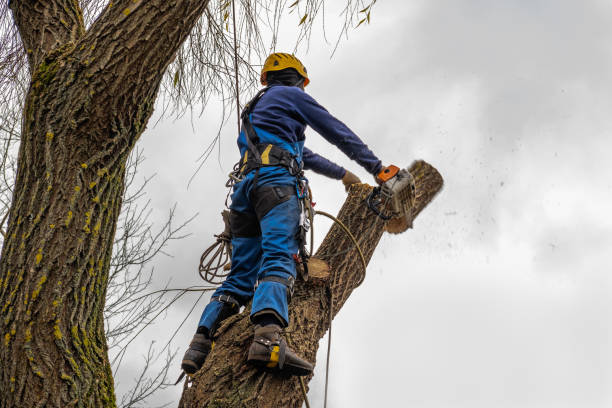 Best Tree Pruning Services  in USA